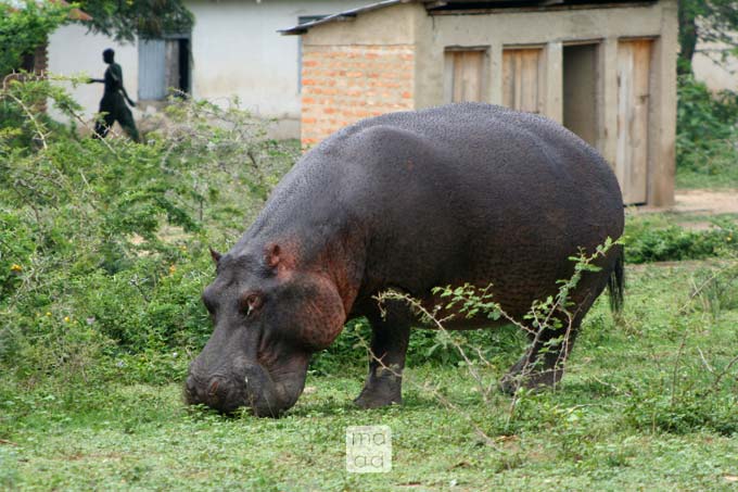 The hippo, the intruder in the night, Uganda 