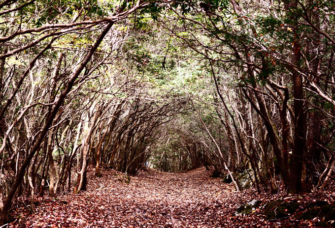 Aokigahara Forest, Creepy place to visit for the Halloween 