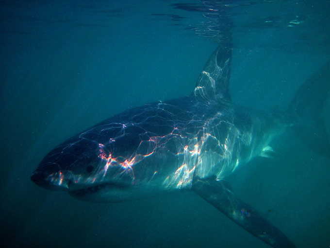 shark: A view from the cage / Photo: Leigh Woods