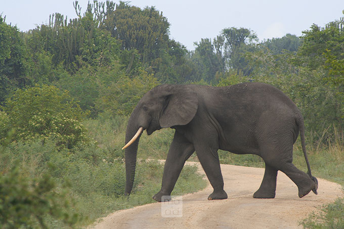 African elephant in Uganda 