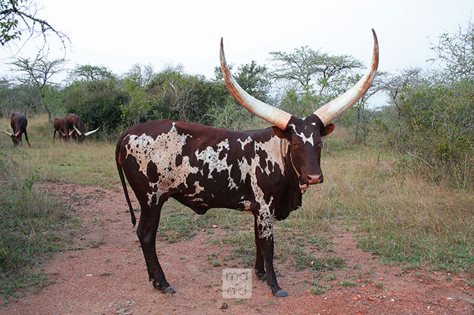 African Big Cattle 