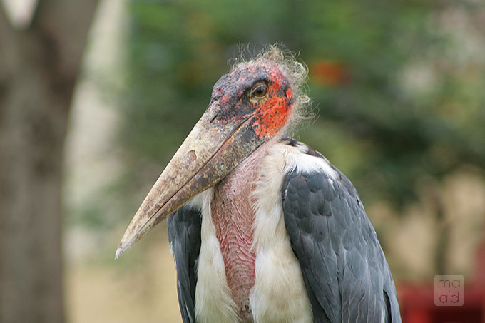 Marabout Stork in Uganda 