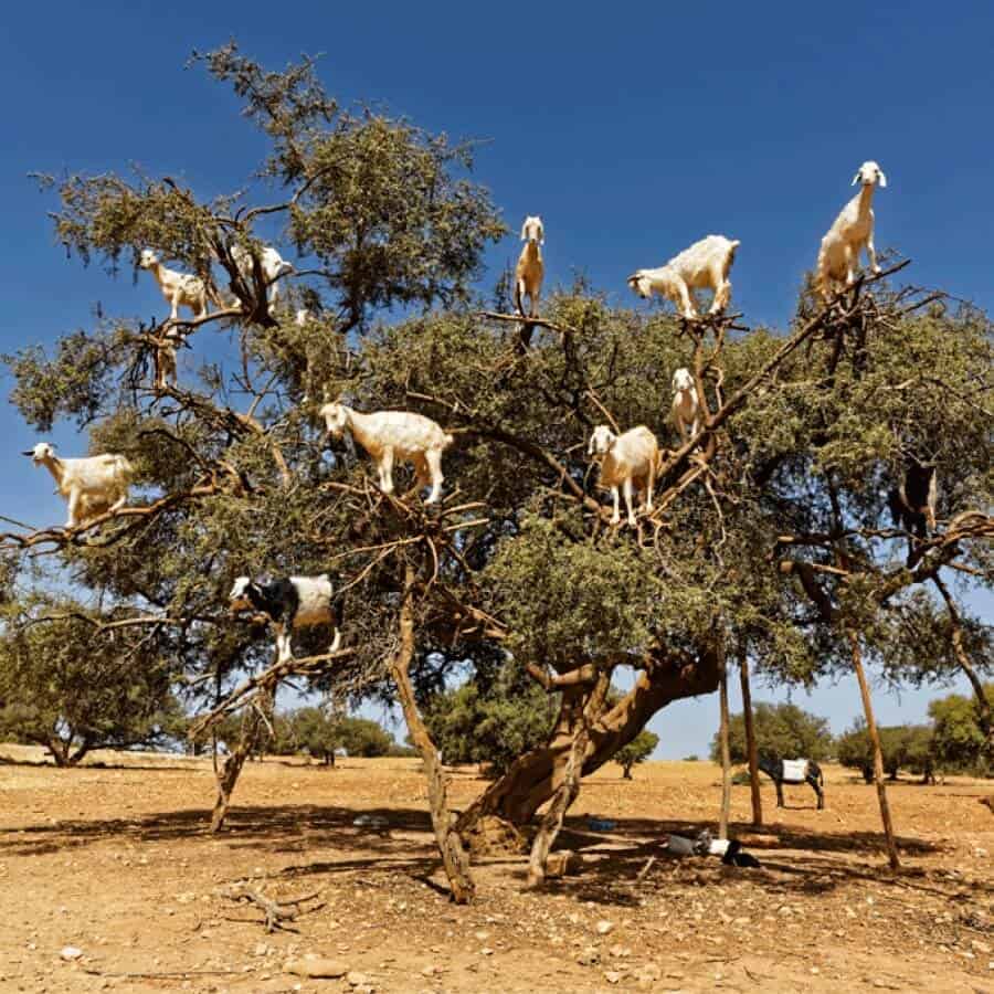 Few Animals that Can Actually Climb Trees – Youth Time Magazine