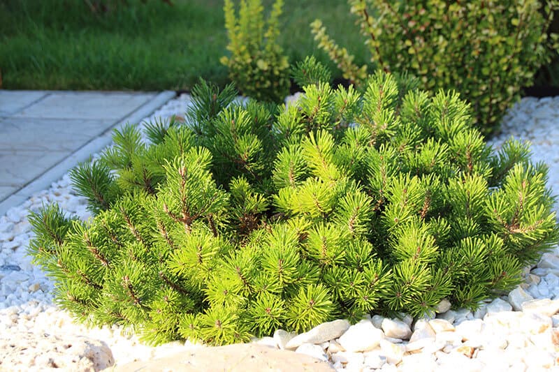Pinus mugo doesn´t grow tall, instead covers a some area. It doesn´t need much water and looks stunning.