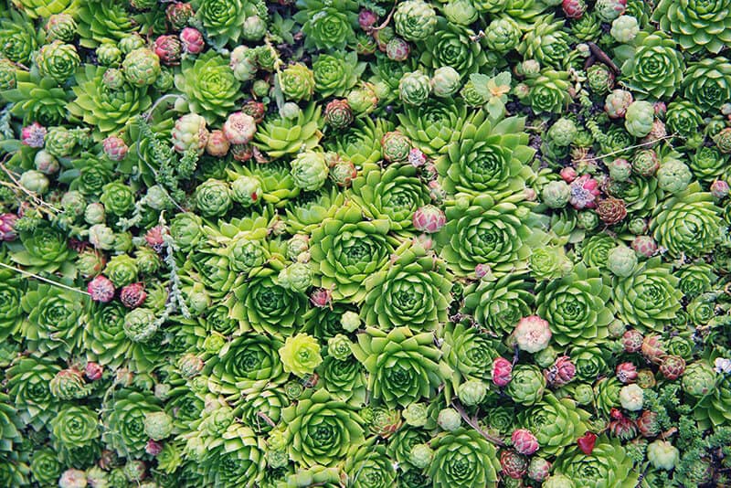 Ground covering succulents