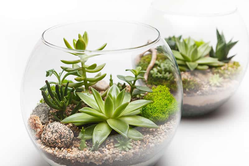 Another succulent mini garden in glass