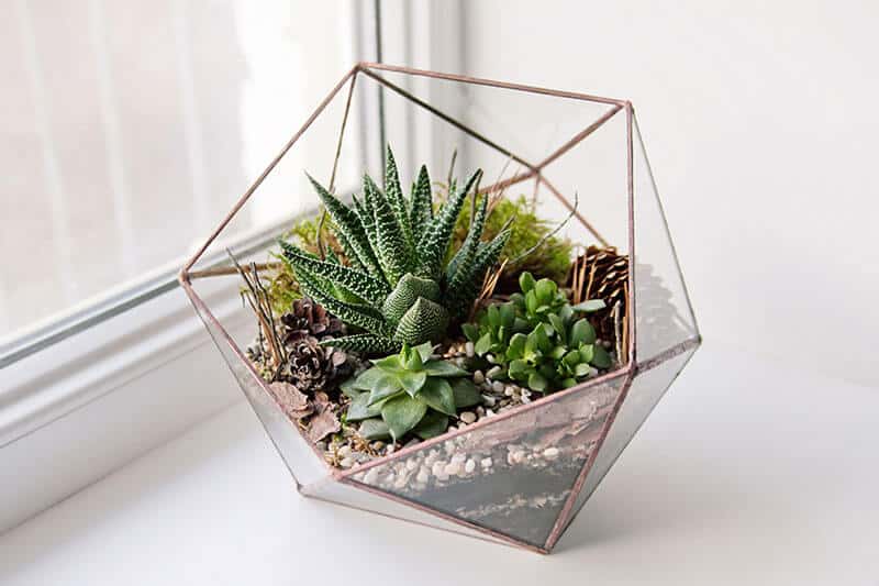 Succulents used in a mini garden in glass