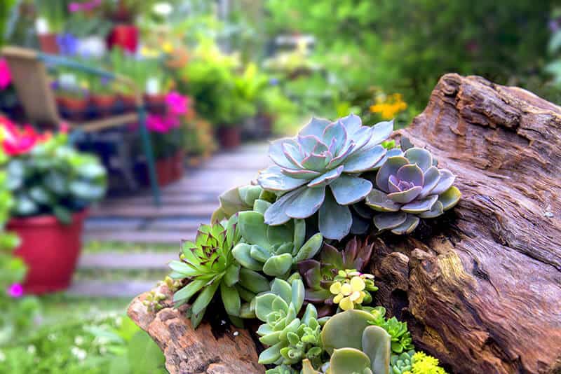 Succulents can practically grow even on wood with a little sandy soil