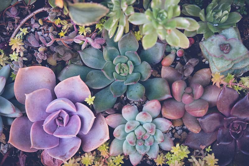 There is a dazzling choice of varieties of succulents