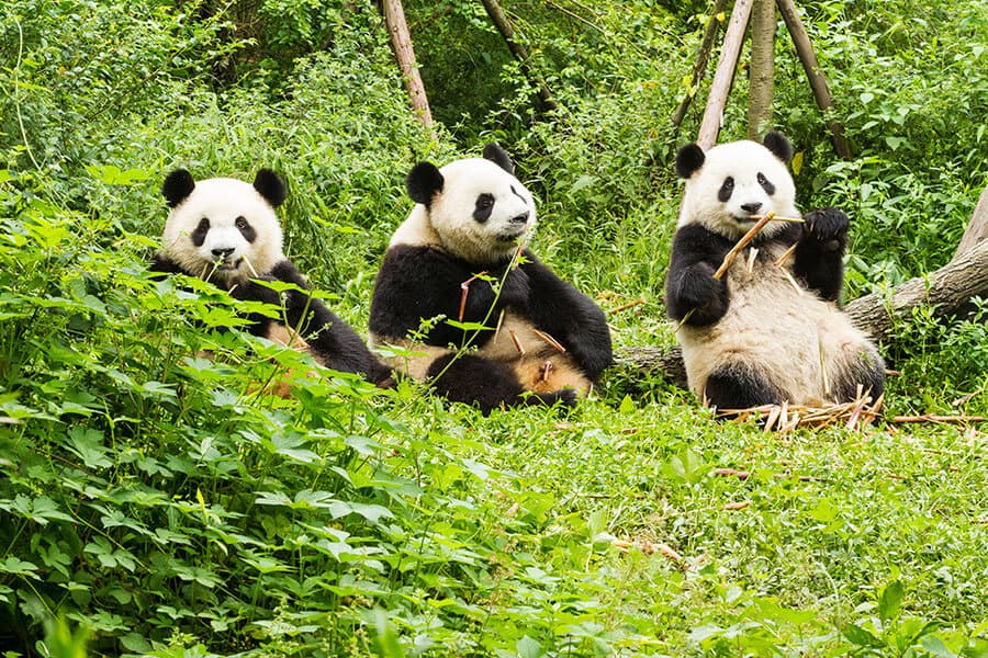 Three giant pandas Chengdu China