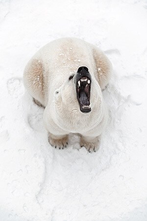 Big roaring polar bear