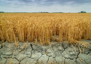 Genetically modified wheat resilient to a drought
