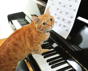 Purrrfectly designed music for pets