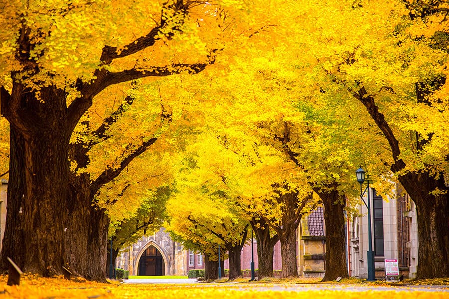 University of Tokyo in Autumn