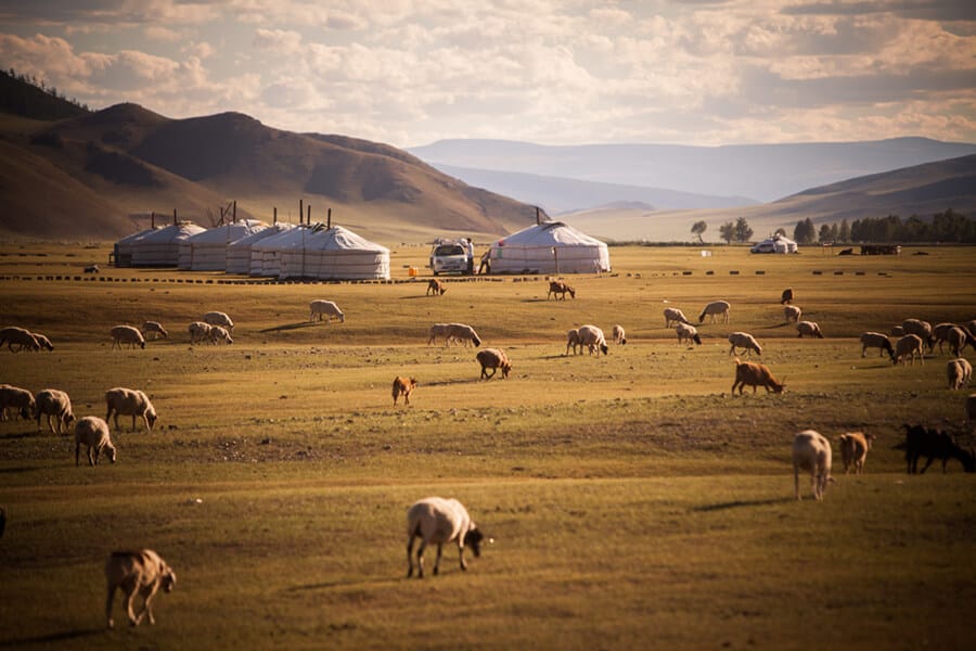 Mongolian yurts on a field