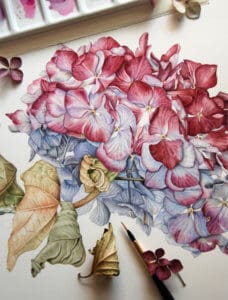 Botanical painting of a hydrangea with one real leaf