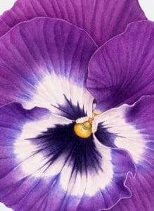 Detail of pansy flower