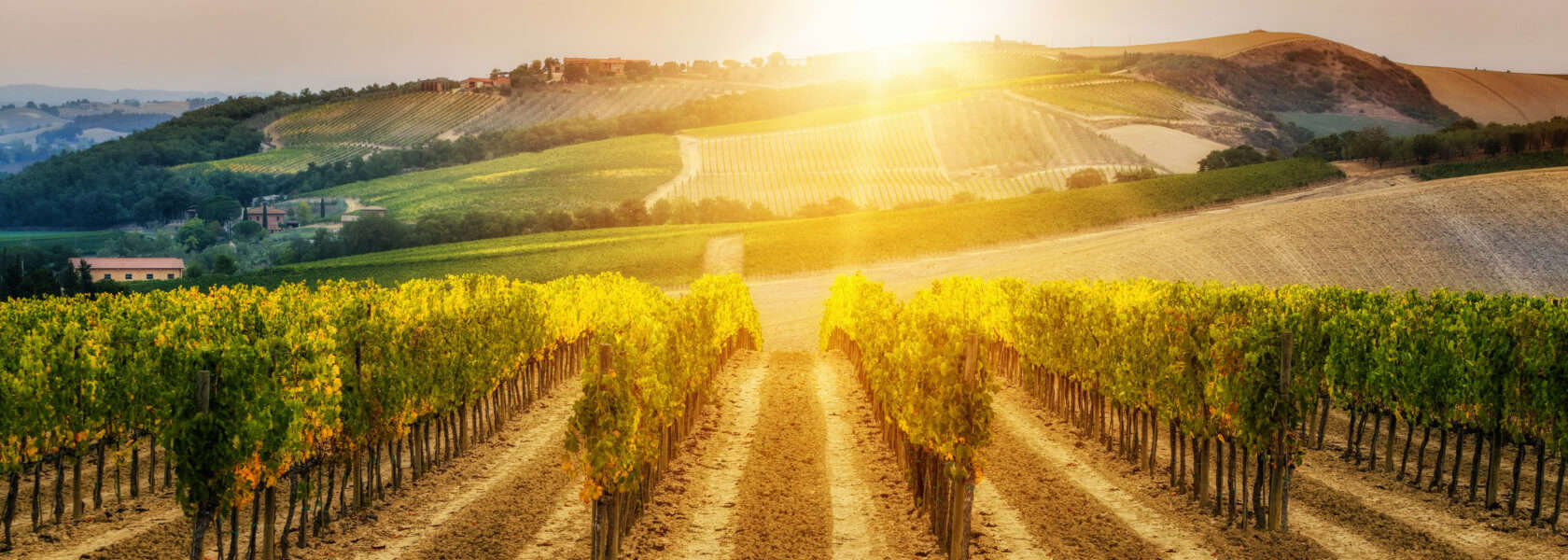 The Best Wine Making Regions In The World Italy